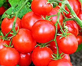 Tomatenras "Alpha" - zaadloze, superearly tomaat, beschrijving en kenmerken