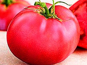 Pomidorų „Demidov“ įvairovė: viduramžių pomidorų aprašymas ir savybės
