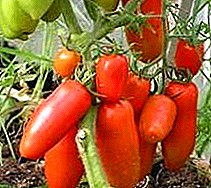 Tomatenras "Lokomotiv" - eenvoudig te reinigen en smakelijke tomaat, zijn beschrijving en kenmerken
