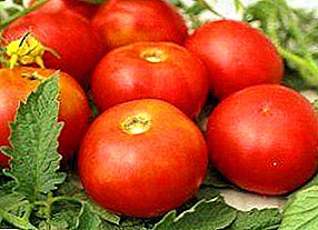 Pelbagai tomat "Solaris": penerangan dan ciri-ciri tomato dari Transnistria