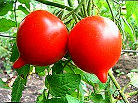Tomatensorte "Tarasenko Yubileiny": Beschreibung und Empfehlungen für den Anbau einer hochwertigen Tomatensorte