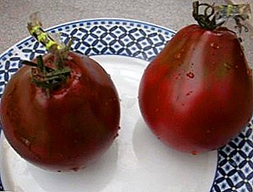 Tomātu šķirnes japāņu melnās trifeles - tomāts ar labu siltumnīcas reputāciju