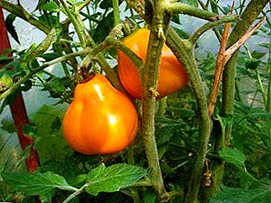 Tomato pelbagai Jepun Truffle Orange - hibrid yang menarik di atas katil taman anda