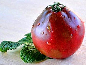 Tomato variety Japanese Pink Truffle - a good selection of tomatoes for planting