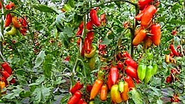 Vielzahl von Tomaten für faules "Khokhloma"