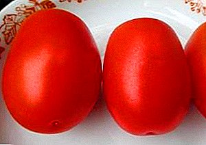 Selección siberiana de variedades de tomate, que da un excelente cultivo en el invernadero - "Perla de Siberia"