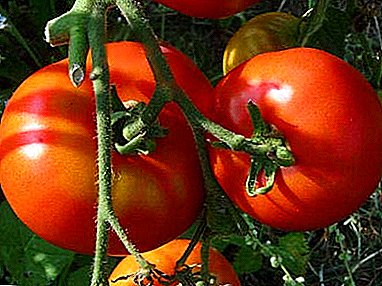 Labrador varieties - excellent taste tomatoes with early ripening