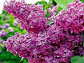 Lilac varieties: each bush is beautiful on individual manners