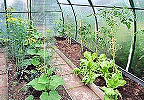 De buurt van gewassen in de kas: wat kan er met tomaten worden geplant?