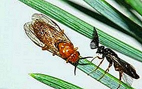 Pine sawfly: vanlige og røde woodcutters