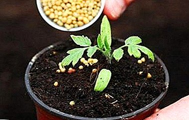 Tips for a rich harvest: how to feed tomato seedlings so that they have plump and resistant stems?