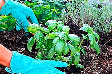 Tips and step by step instructions how to plant basil from seedlings. Aftercare Features