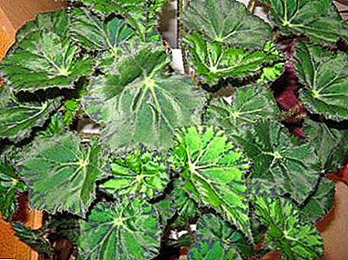 Tips and tricks to do next if begonia has faded. Features of preparation for awakening