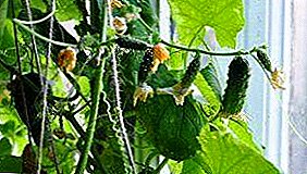 Tipy a triky, ako pestovať uhorky na parapete v byte v zime? Vlastnosti výsadby a starostlivosť o sadenice doma