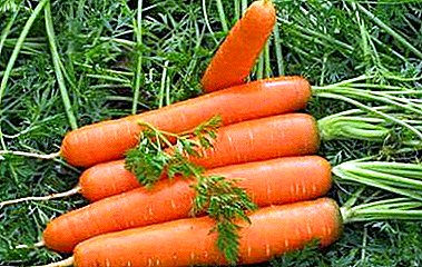 Vihjeitä porkkanoiden säästämiseksi talvella. Ohjeet vihannesten säilyttämisestä kellareissa ja jääkaapissa olevissa pankeissa