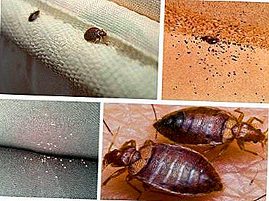 Tips on how to protect your apartment, if the neighbors have bugs