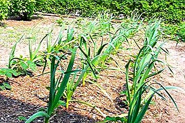 Tips on how to plant garlic and what can be grown after it next year