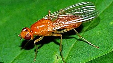 Tips tuiniers: hoe omgaan met wortelen van wortelvliegen en hoe het uiterlijk van een insect te voorkomen?