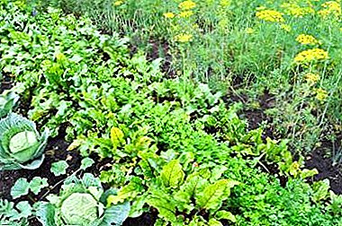 Tips for gardeners: how to choose a place for growing parsley, what to plant next to it and other recommendations