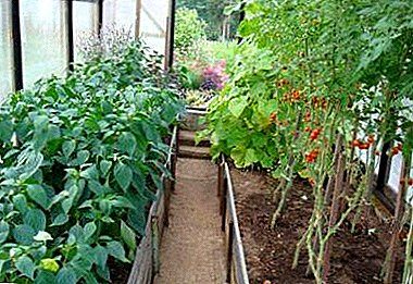 Tips gardeners: can I plant tomatoes and peppers in the same greenhouse, and how to get a good harvest?