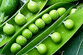 Tips gardeners on growing, planting and caring for peas