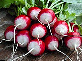 Conseils aux jardiniers pour cultiver le radis à la maison