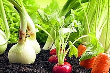 Tip tukang kebun: apa yang seterusnya anda boleh menanam lobak?