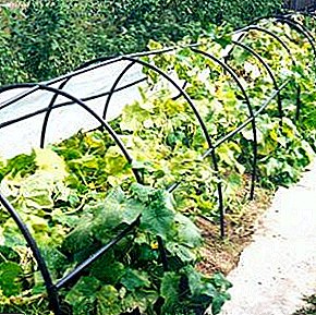 Tips experienced growers on growing cucumbers in the greenhouse