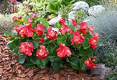 Tips from experienced gardeners how to reproduce the tuberous begonia by cuttings