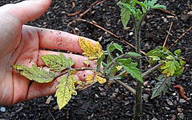 Tips for the proper care of tomatoes after planting