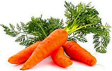 Tips zealous owners how to save carrots for the winter at home. What if there is no cellar?