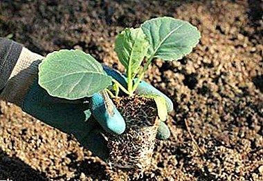 Tip tukang kebun untuk menanam sayur-sayuran yang sihat: apabila menanam kubis pada anak benih?