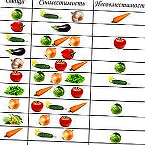 Zlučiteľnosť plodín: je možné pestovať uhorky a paradajky a papriky v tom istom skleníku?