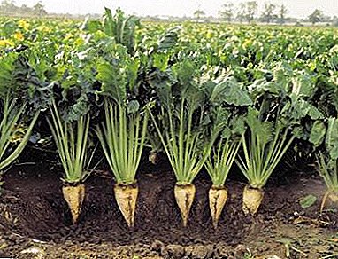 Modern technology of sugar beet cultivation from sowing to harvesting and storage of the crop
