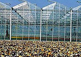Modern technologies: Dutch greenhouses - advantages and disadvantages, features, photos
