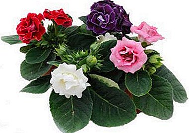 Saving home beauty: what are the diseases of the leaves of gloxinia and how is their treatment carried out?