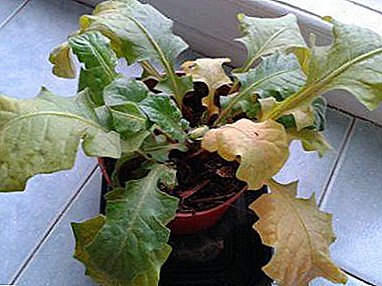 Een kamergerbera opslaan: waarom worden de bladeren geel en hoe kan het worden genezen?