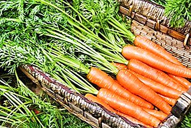 La question controversée: est-il possible de laver les carottes avant de les stocker ou non?