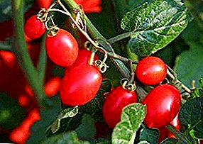 Capaz de crecer en macetas en el balcón - variedad de tomate "Sorpresa de habitación": descripción y características del cultivo