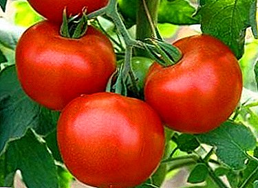 Baru-baru ini, tetapi sudah dikasihi oleh banyak penanam sayur, pelbagai tomato "Letupan", deskripsi, karakteristik, hasil