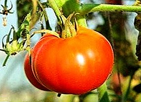 بين مجموعة متنوعة من أصناف الطماطم "سيبيريا في وقت مبكر" تحظى بشعبية كبيرة