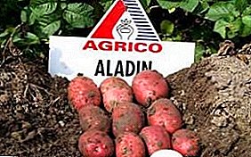 Middelgrote aardappelvariëteit Aladdin: karakteristieken, beschrijving van het ras, foto