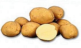 البطاطس المبكرة متوسطة الحجم "ليدي كلير" (ليدي كلير) ، وصف للتنوع والخصائص والصور