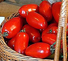 Sredneranni stupanj rajčice "Chibis": opis, slijetanje i odlazak
