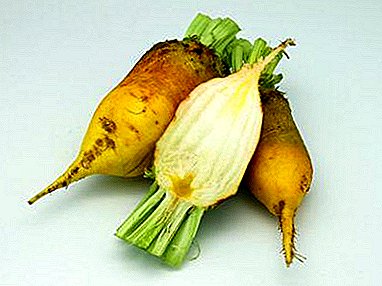 Mid-season fodder beet Ekkendorfsky yellow: features of a grade, landing, leaving and storage of a harvest