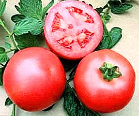 Midtsæson universel tomat "Pink King" - beskrivelse af sorten og karakteristika