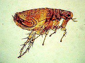 ¡Epidemia "medieval"! Las pulgas de rata y cómo deshacerse de ellos en el apartamento.