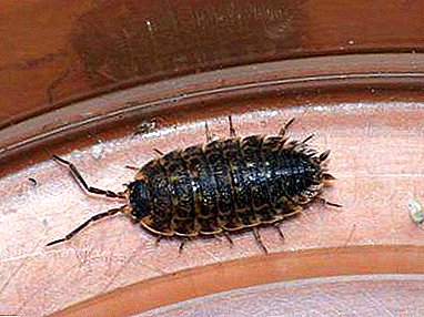 Means of fighting insects: how to get rid of wood lice in the apartment yourself?