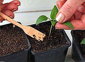 Villkor för peppar och aubergineplockning: hur man förbereder växter och bryr sig om dem efter proceduren
