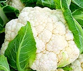 The timing and order of harvesting cauliflower before storage for the winter